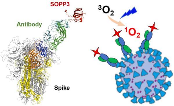 单线态氧介导的SARS-CoV-2靶向光动力中和